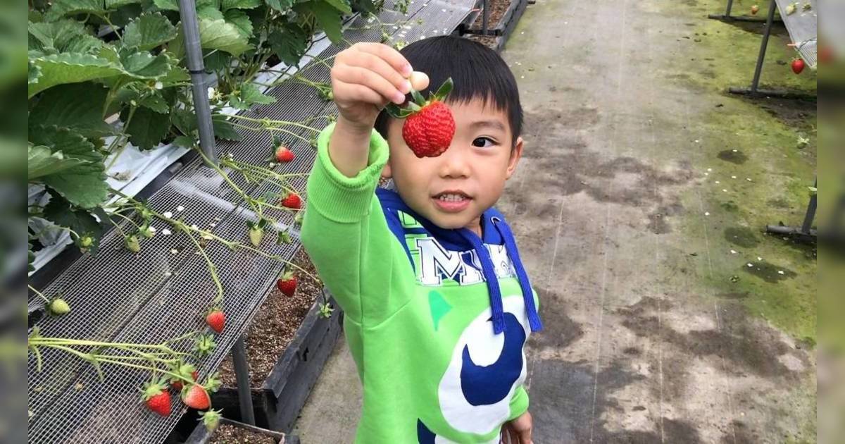 九州親子遊｜筑紫野草莓農園40分鐘任食6款超甜士多啤梨！預約＋交通教學