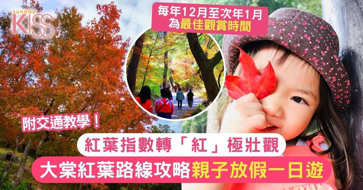 大棠紅葉2025交通教學｜親子一日遊路線攻略＋紅葉指數轉「紅」