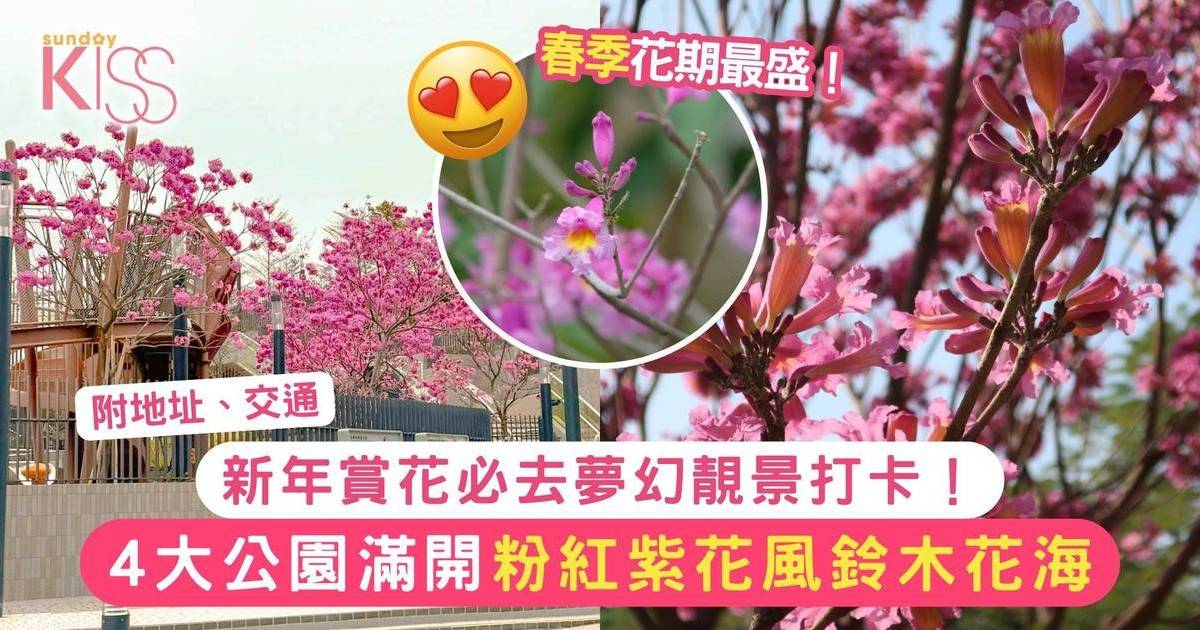 紫花風鈴木花2025｜春季賞花靚景打卡！康文署4大公園滿開粉紅花海