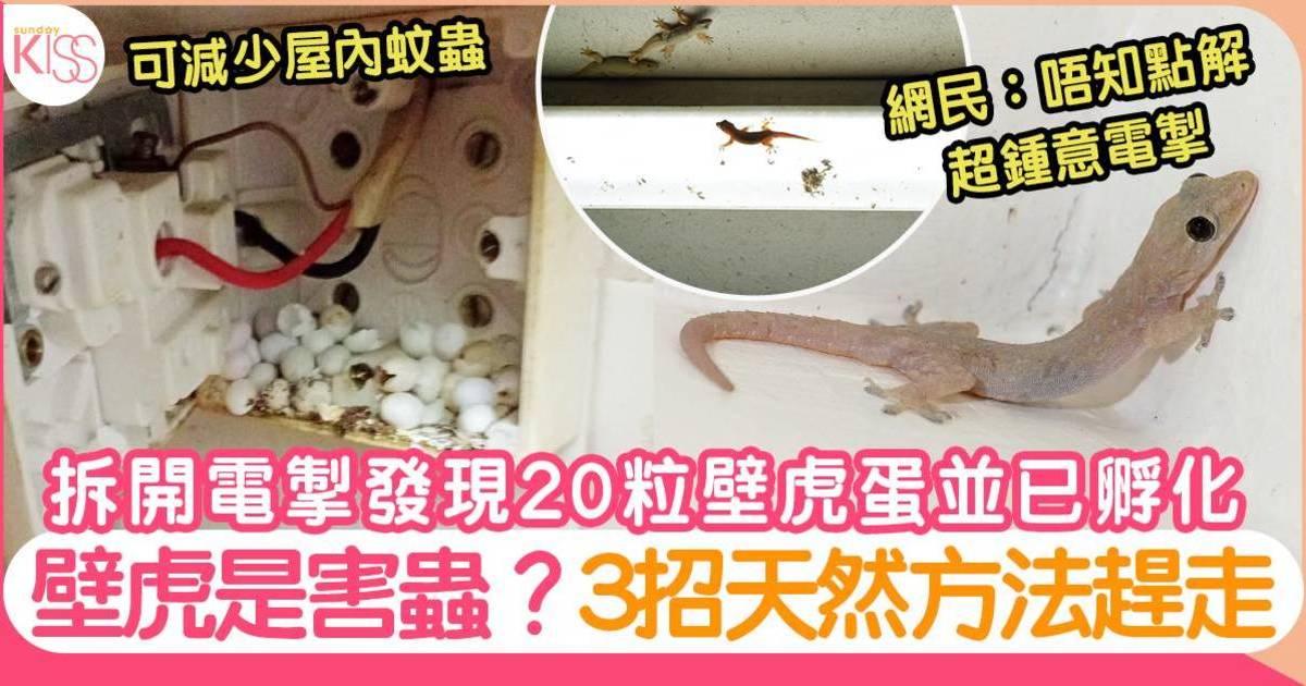 壁虎蛋在電掣內孵化 目測超過20粒｜附3招驅趕壁虎