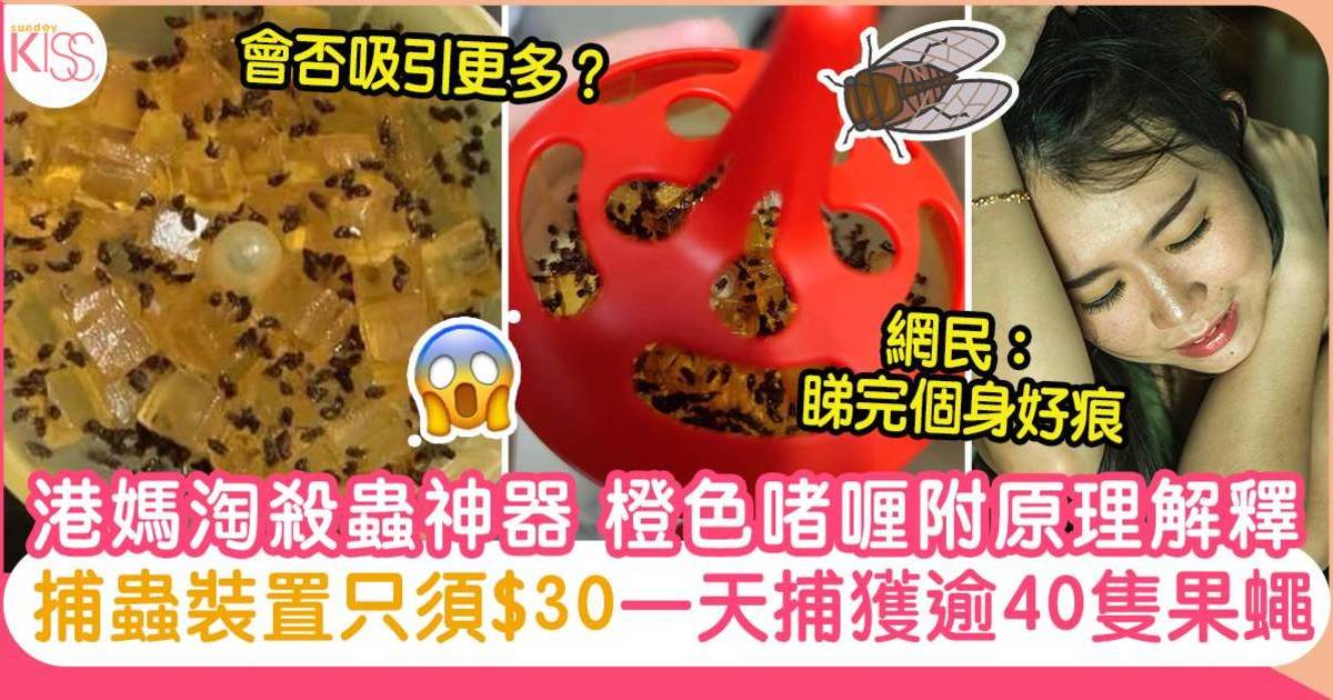 滅蟲啫喱｜港媽淘殺蟲神器約$30一天內捕捉逾40隻果蠅｜附原理解釋