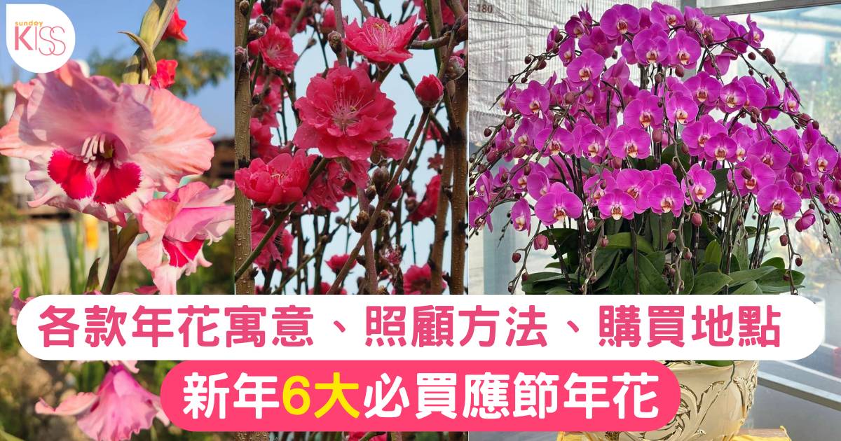 年花2025｜6大必買應節年花種類、寓意、照顧方法、購買地點