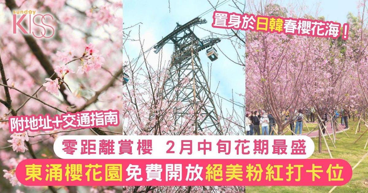 東涌櫻花園2025免費開放！赤鱲角南路交通/泊車/花期一覽