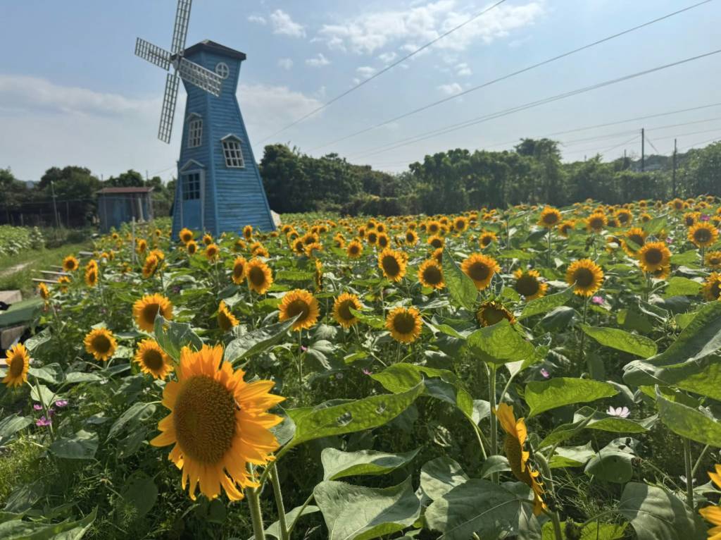 元朗信芯園太陽花2025| (圖片來源:FB@信芯園農莊)