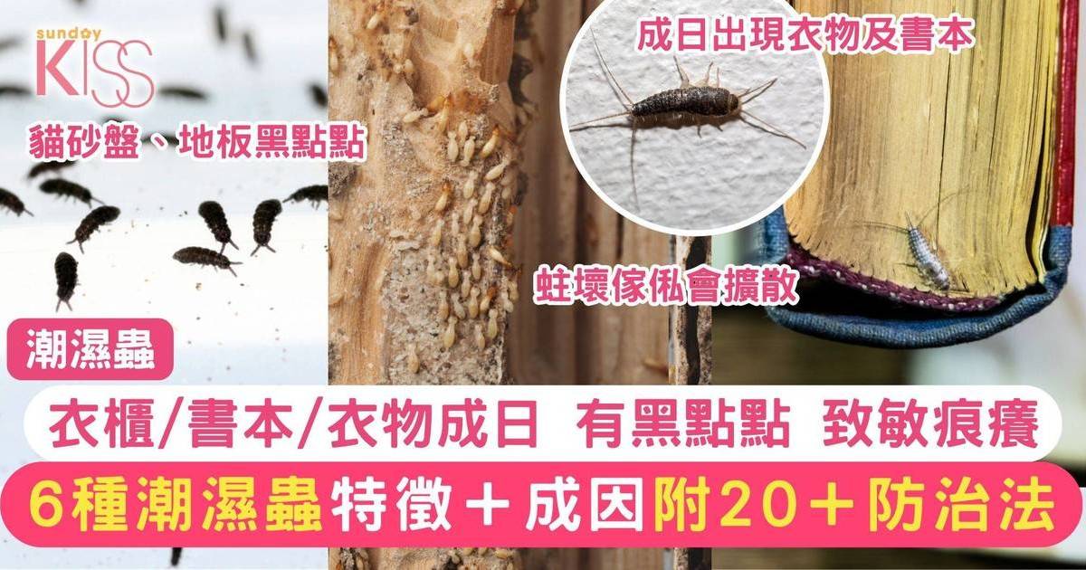 潮濕蟲