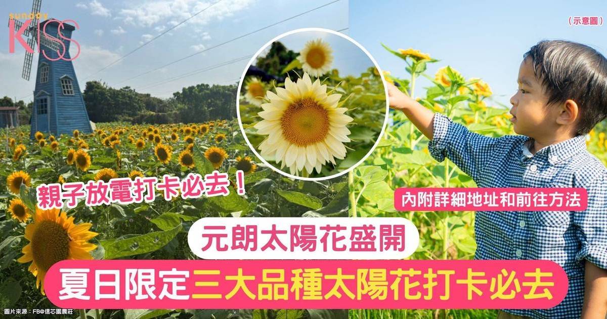 元朗信芯園太陽花2025｜夏日限定三大品種太陽花 打卡必去