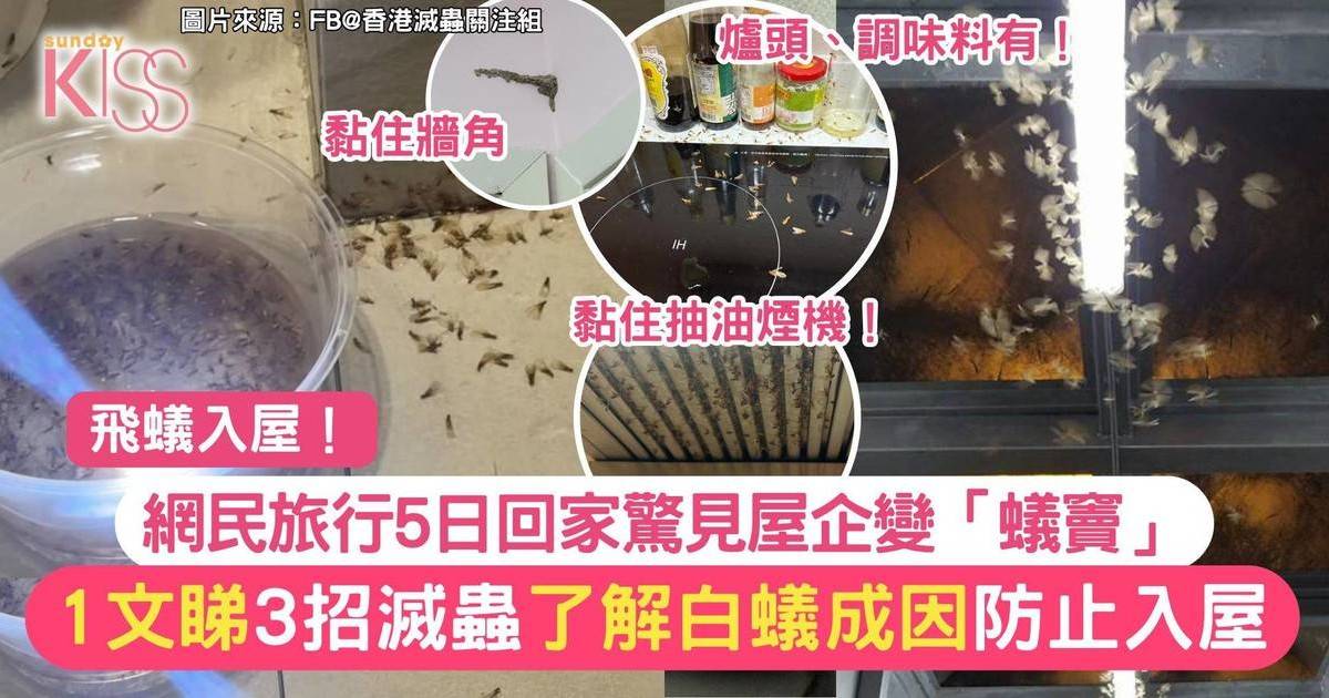 飛蟻