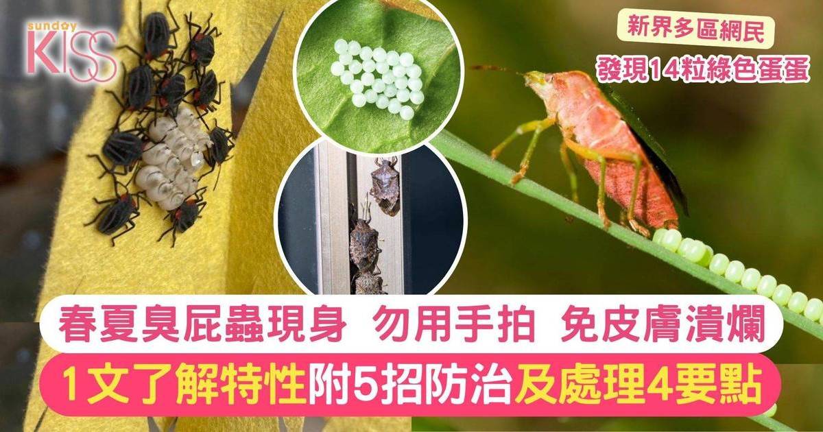 臭屁蟲＋14粒蟲卵現身 勿手打免皮膚潰爛 5招防治