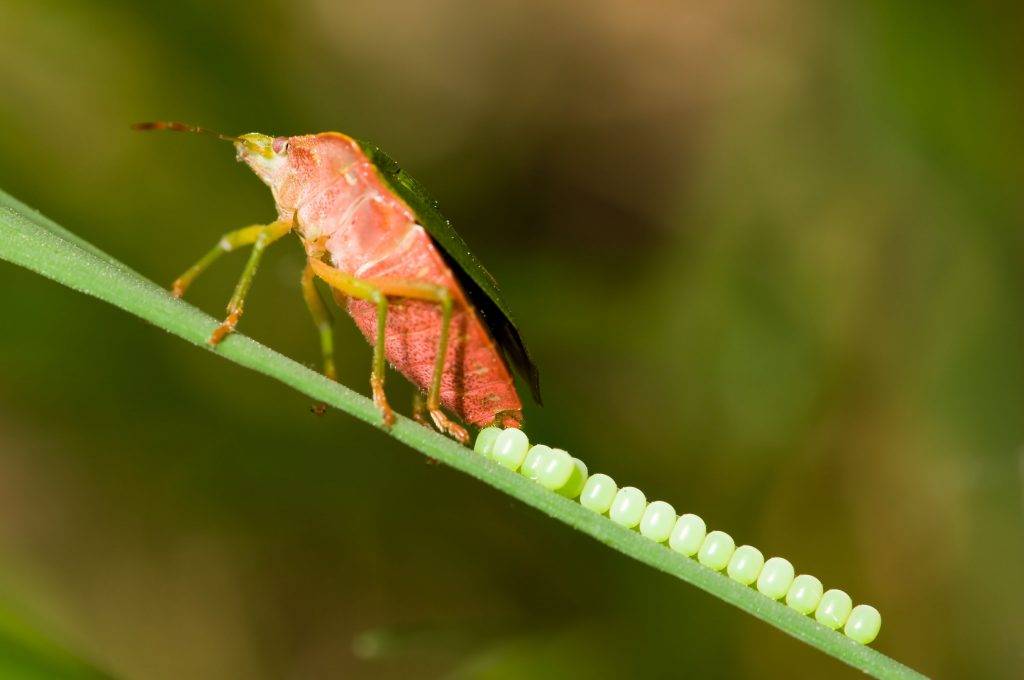 臭屁蟲 (圖片來源:Shutterstock)