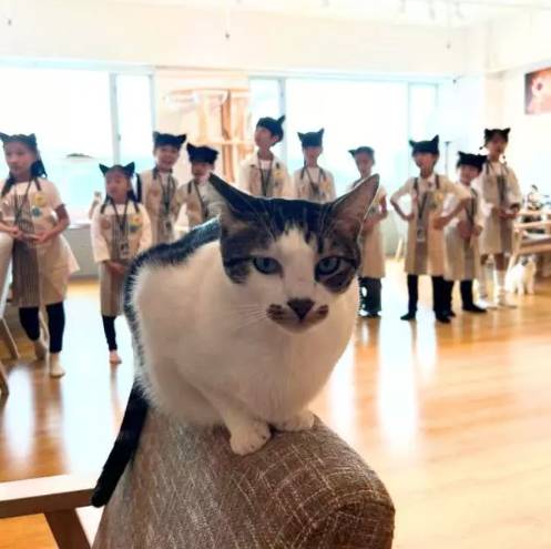 小小貓貓店長 (圖片來源:kkday官網)