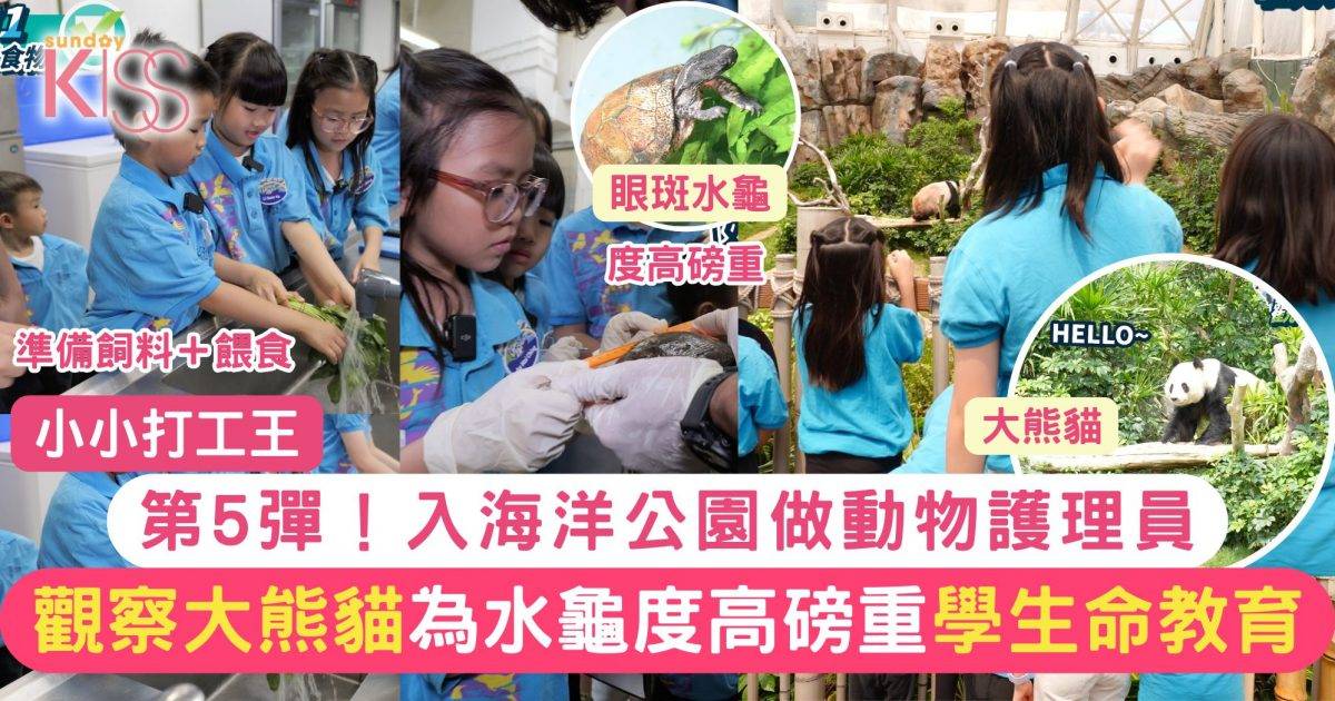 小小打工王 海洋公園｜小小動物護理員 孩子照顧眼斑水龜、觀察大熊貓