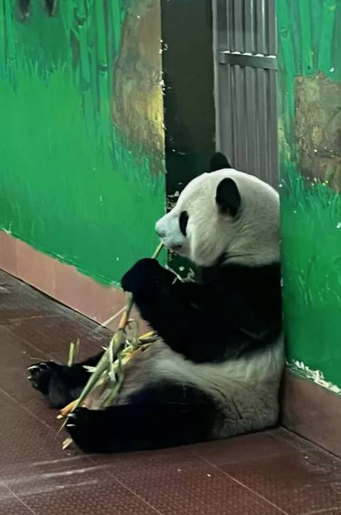 廣州親子遊 動物園 (圖片來源:trip.com)