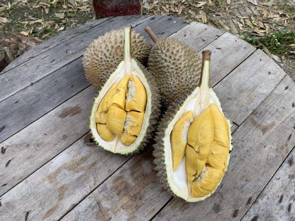 榴槤控 (圖片來源:相關機構)