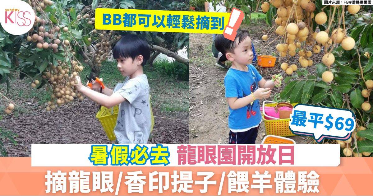 龍眼園開放日 | 摘龍眼/香印提子/餵羊體驗 最平$69