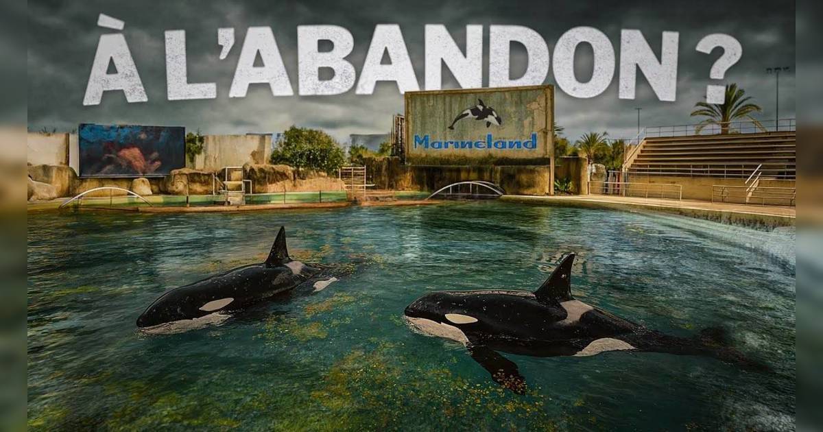 虎鯨母子困廢棄樂園近1年｜聽見無人機聲竟起舞表演：「牠們的唯一語言」