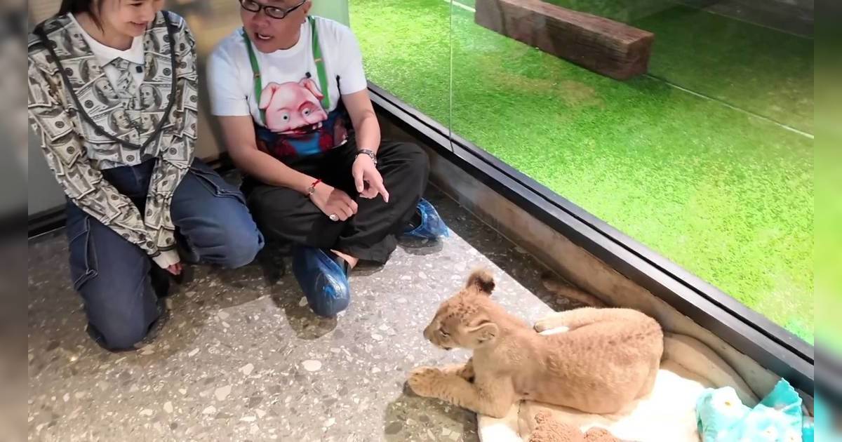 冲遊泰國 11｜直擊曼谷鬧市迷你動物園！驚見12萬天價猴子同3個月大獅子？
