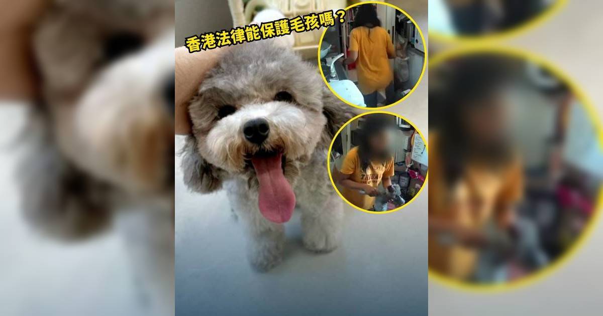 東張西望丨外傭殘暴踩死寵物狗判3個月即獲釋 狗主轟判刑太輕