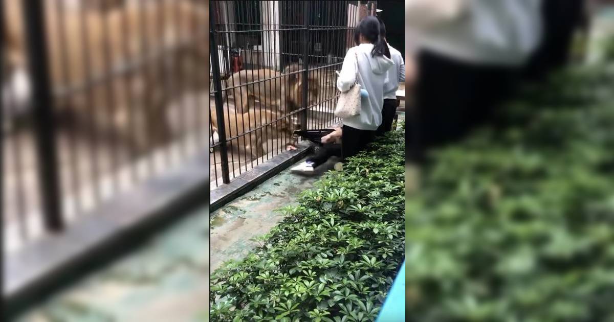 10歲女童內地動物園投餵獅子被強行拖入籠 畫面震撼 涉事動物園即時停業
