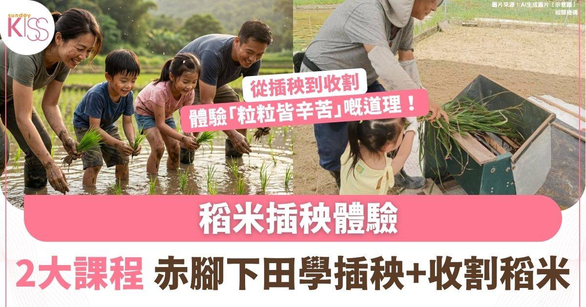 「種米小達人」稻米插秧收割體驗　讓孩子親手種植學會珍惜食物