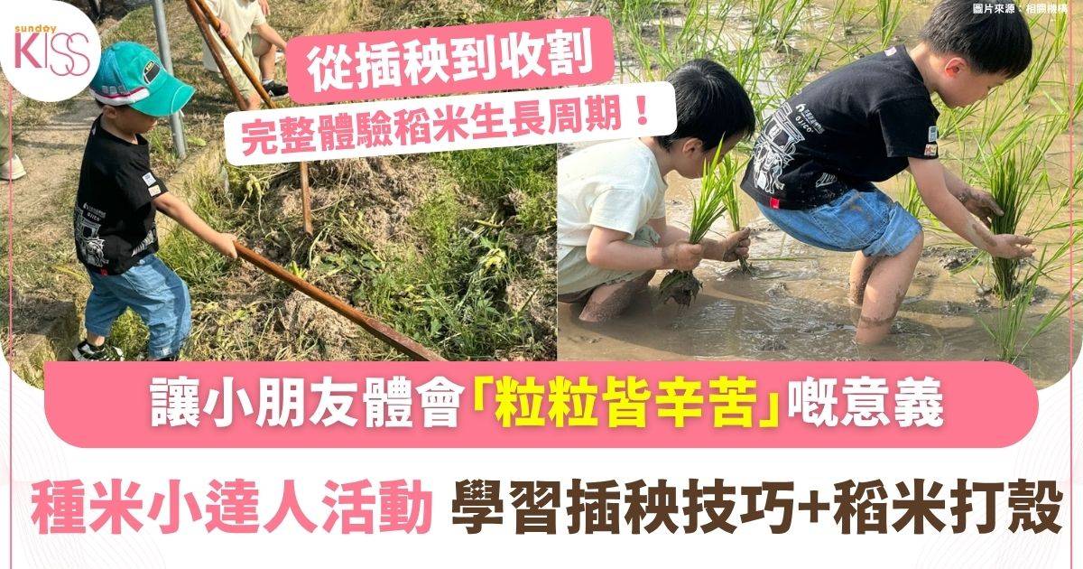 種米小達人體驗農耕樂趣　親子插秧收割培養珍惜食物價值觀