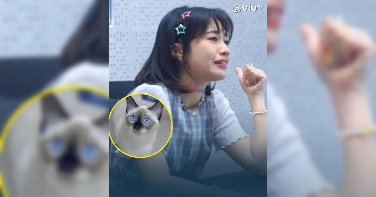 COURT!｜Sica潛逃半年真相曝光 終極解開貓咪「比比」打電話謎團