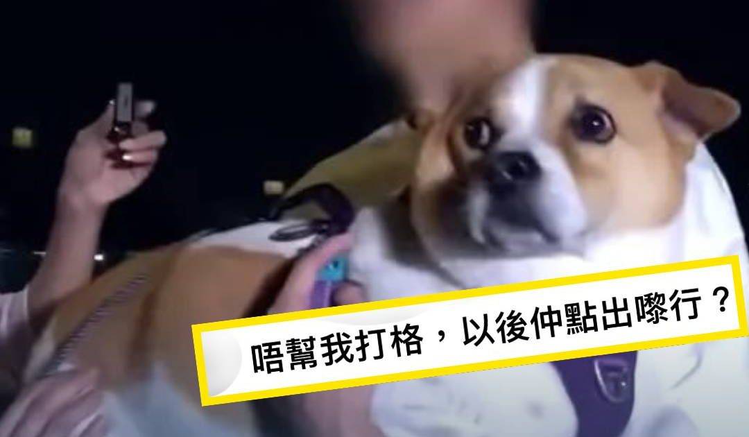 東張西望｜特糞員愛犬「零打格」惹熱議 網民爆笑同情 更因一事大激辯
