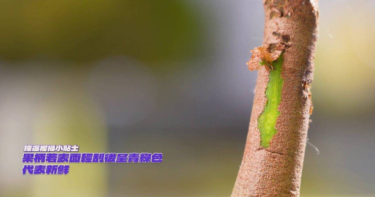 美食新聞報道｜深水埗榴槤店靠一句話爆紅！韓瑪利杜燕歌都係熟客？