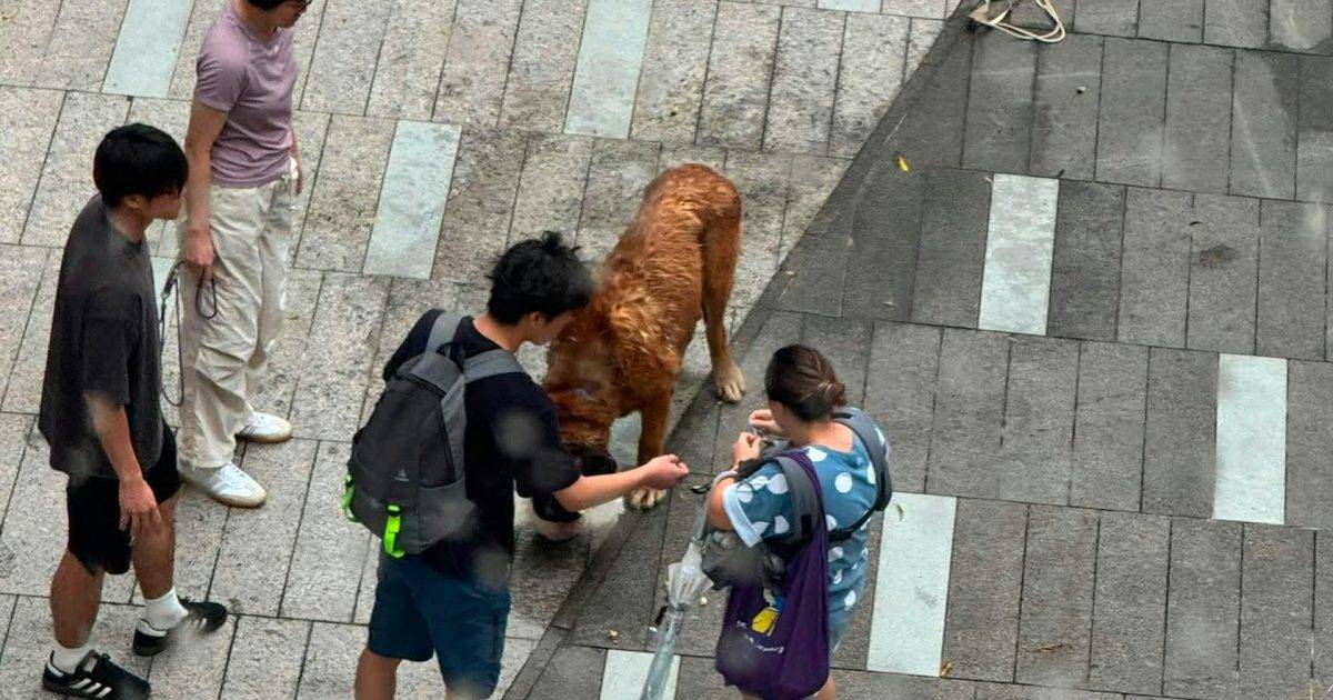 元朗商場大狗20分鐘咬斃2隻細狗 目擊者制止不果 主人跪地痛哭 全城追緝無良狗主