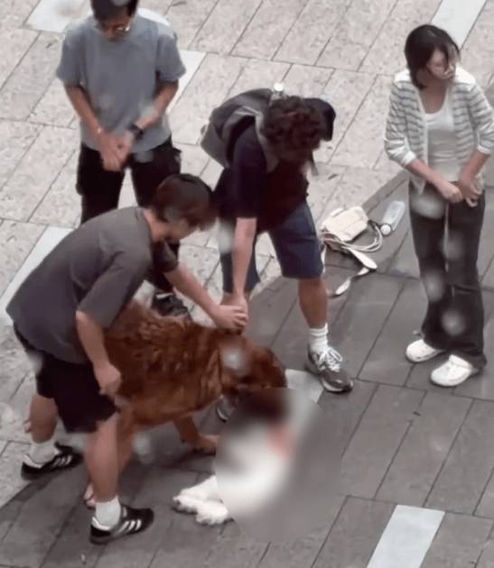 元朗大狗20分鐘咬斃2小狗 遊客還原制止大狗驚險一刻：又大力又臭很擔心牠回頭咬我