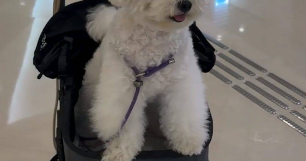 元朗狗咬狗 4歲比熊犬