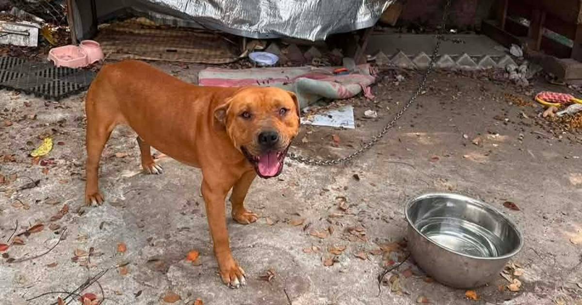 打鼓嶺狗咬人｜訓犬師分析悲劇致命原因 遇狗隻襲擊5招保命 人類1舉動被視為極挑釁