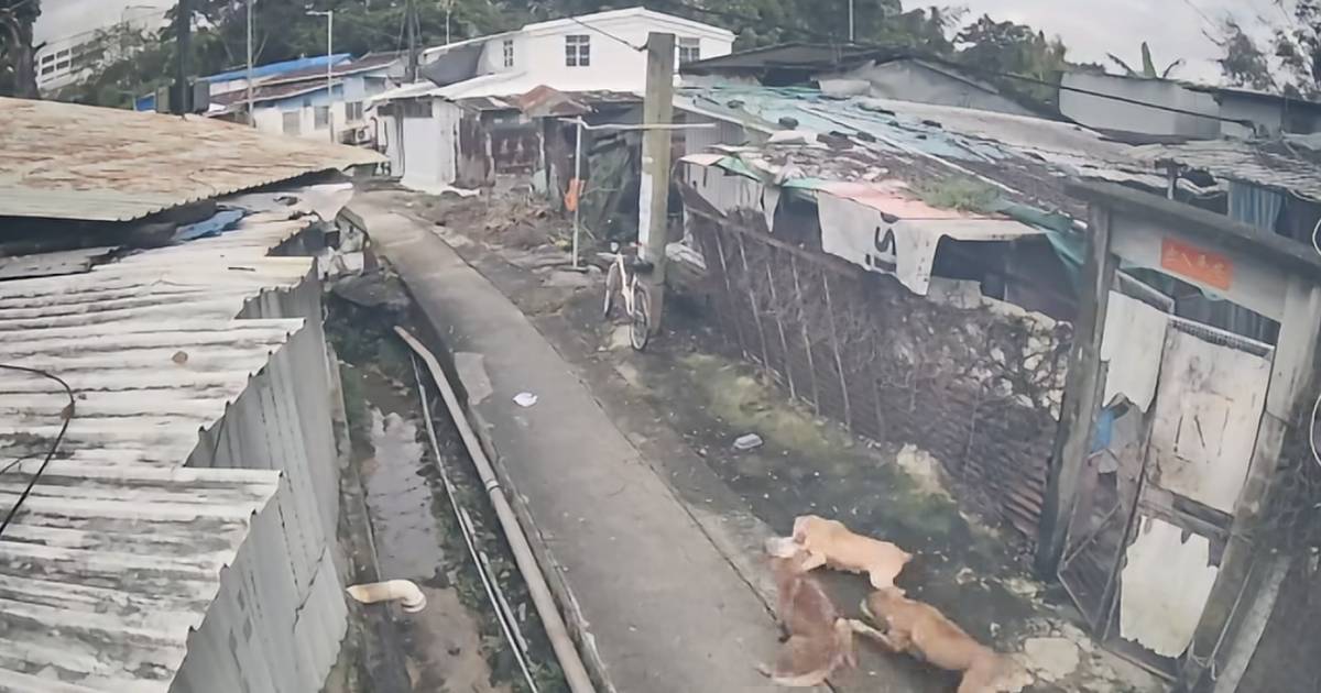 4隻無繩大狗1分鐘咬斃小貓 街坊嬲爆公開影片：換作小孩點算